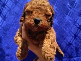 Dişi Ve Erkek Bebişlerimiz Toypoodle