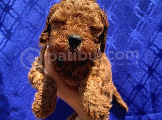 Dişi Ve Erkek Bebişlerimiz Toypoodle görsel
