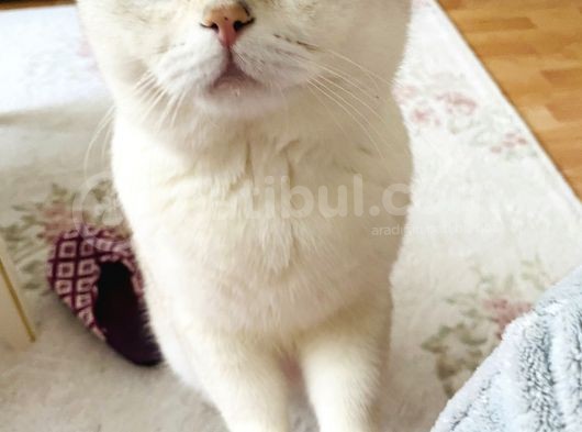 British Shorthair Bluepoint Silver Kedi görsel