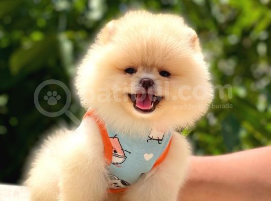 Pomeranian Boo Teddy Face Dişi Yavrumuz görsel