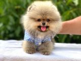 Pomeranian Boo Teddy Face Erkek Yavrumuz