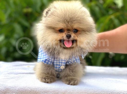 Pomeranian Boo Teddy Face Erkek Yavrumuz görsel