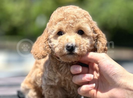 Bebek Surat Toy Poodle Yavrular