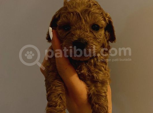 Dişi Erkek Toypoodle Yavrularımız görsel