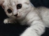 Son Dişi Yavrumuz