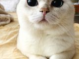 British Shorthair Bluepoint Silver Kedi
