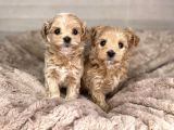 Dizayn Irk Sevimli Maltipoo Yavrular