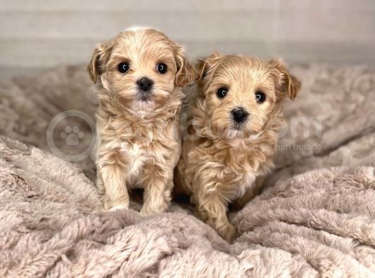 Dizayn Irk Sevimli Maltipoo Yavrular