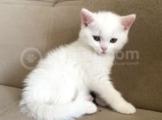 Safkan British Shorthair Yavrularımız görsel