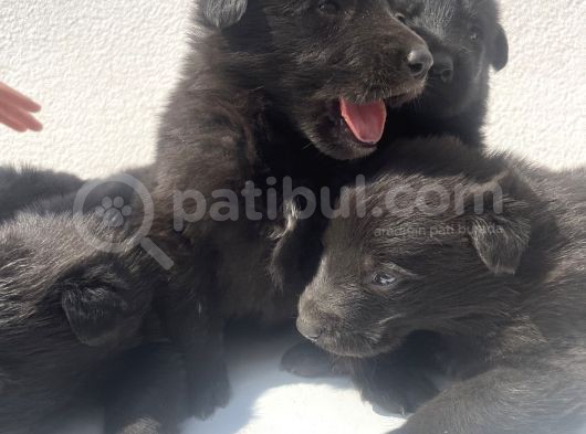 Kali̇teli̇ Mükemmel Black Soli̇dler Hazir görsel