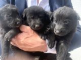 Kali̇teli̇ Mükemmel Black Soli̇dler Hazir