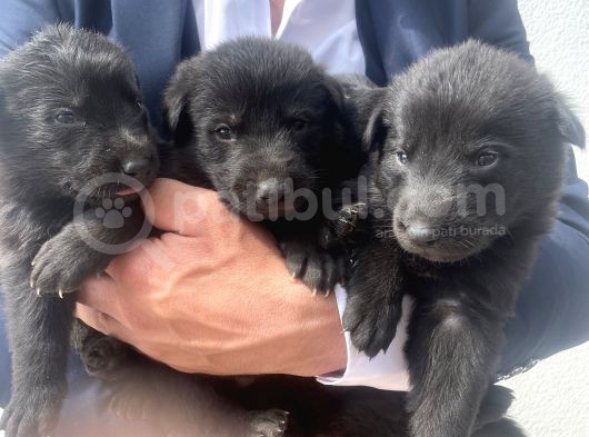 Kali̇teli̇ Mükemmel Black Soli̇dler Hazir görsel