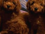 Show Kalite Redbrown Toy Poodle Yavrularımız