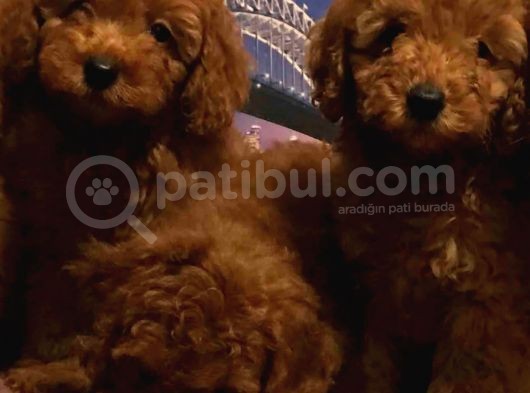 Show Kalite Redbrown Toy Poodle Yavrularımız görsel