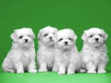 Tüy Dökmeyen Maltese Mini Boy Yavrular