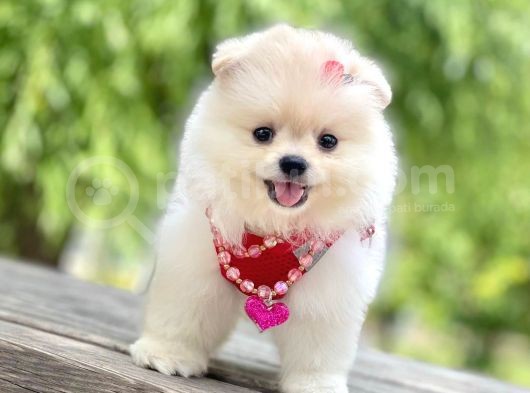 Safkan Pomeranian Boo Yavrular görsel