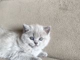 Safkan British Shorthair Yavrularımız