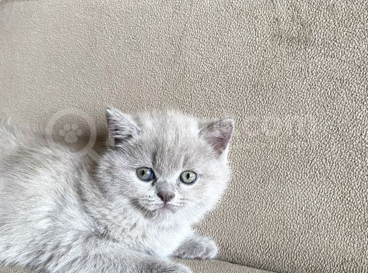 Safkan British Shorthair Yavrularımız görsel