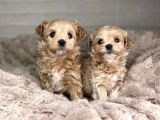 Dizayn Irk Sevimli Maltipoo Yavrular