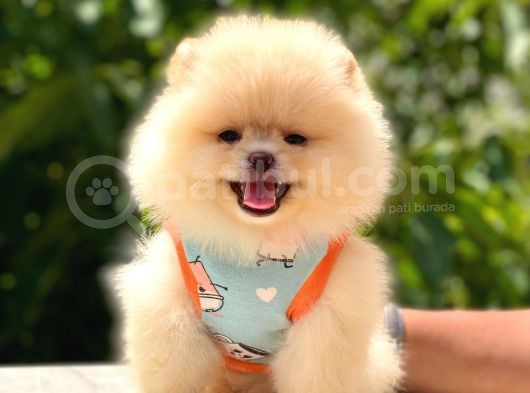 Pomeranian Boo Teddy Face Dişi Yavrumuz görsel