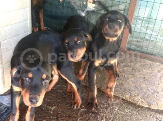 Orijinal Rottweiler Yavru