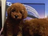 Show Kalite Redbrown Toy Poodle Yavrularımız