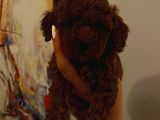 Dişi Erkek Toypoodle Yavrularımız