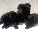Kali̇teli̇ Mükemmel Black Soli̇dler Hazir
