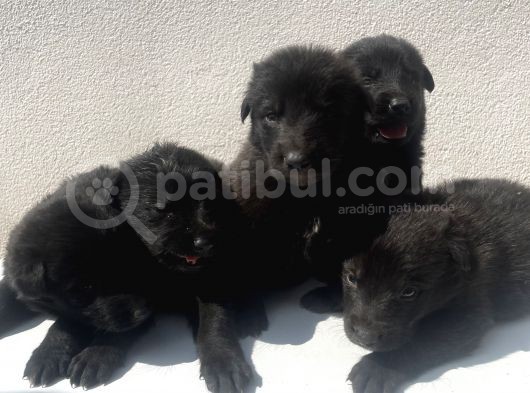 Kali̇teli̇ Mükemmel Black Soli̇dler Hazir görsel