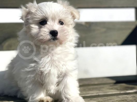 Show Kalite Maltese Terier Bebekler görsel