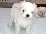 Büyümeyen Maltese Mini Boy Yavrular