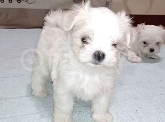 Büyümeyen Maltese Mini Boy Yavrular görsel