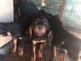 Orijinal Rottweiler Yavru