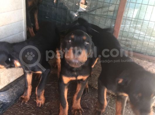 Orijinal Rottweiler Yavru görsel