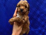 Dişi Ve Erkek Bebişlerimiz Toypoodle