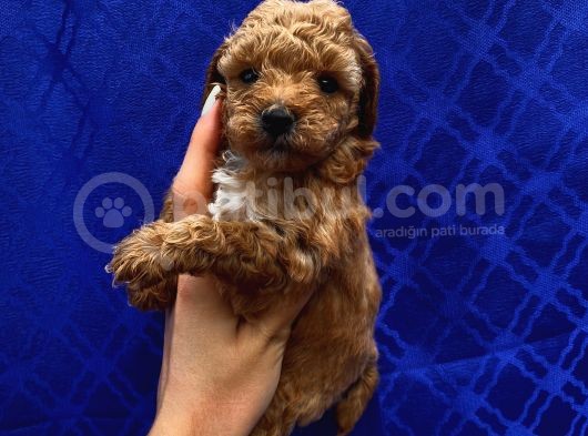 Dişi Ve Erkek Bebişlerimiz Toypoodle görsel