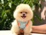 Pomeranian Boo Teddy Face Dişi Yavrumuz