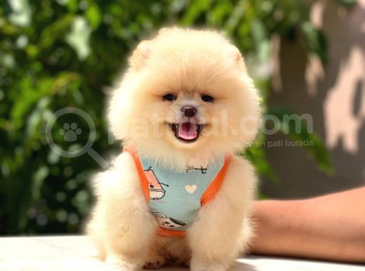 Pomeranian Boo Teddy Face Dişi Yavrumuz