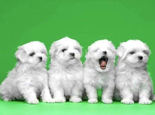 Tüy Dökmeyen Maltese Mini Boy Yavrular