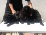Kali̇teli̇ Mükemmel Black Soli̇dler Hazir