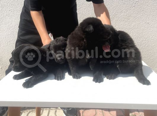 Kali̇teli̇ Mükemmel Black Soli̇dler Hazir görsel