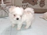 Büyümeyen Maltese Mini Boy Yavrular