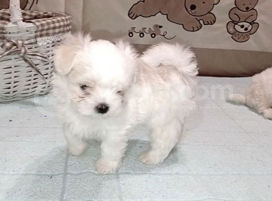 Büyümeyen Maltese Mini Boy Yavrular görsel
