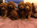 Show Kalite Redbrown Toy Poodle Yavrularımız