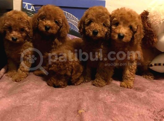 Show Kalite Redbrown Toy Poodle Yavrularımız görsel