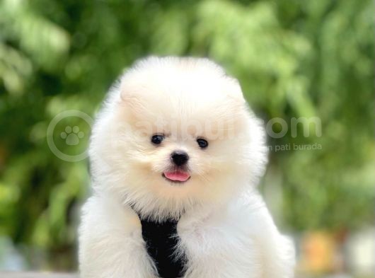 Safkan Pomeranian Boo Yavrular görsel