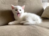 Safkan British Shorthair Yavrularımız