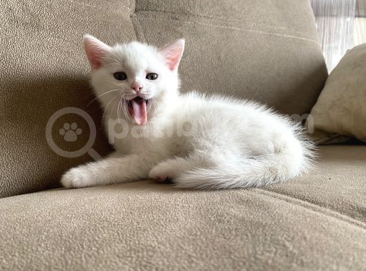 Safkan British Shorthair Yavrularımız görsel