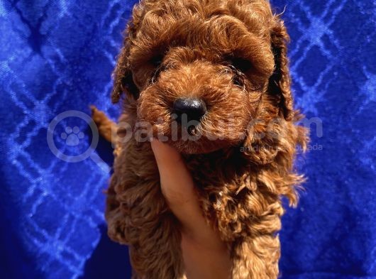 Dişi Ve Erkek Bebişlerimiz Toypoodle görsel