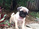 Kali̇teli̇ Pug Yavrularimiz Hazir